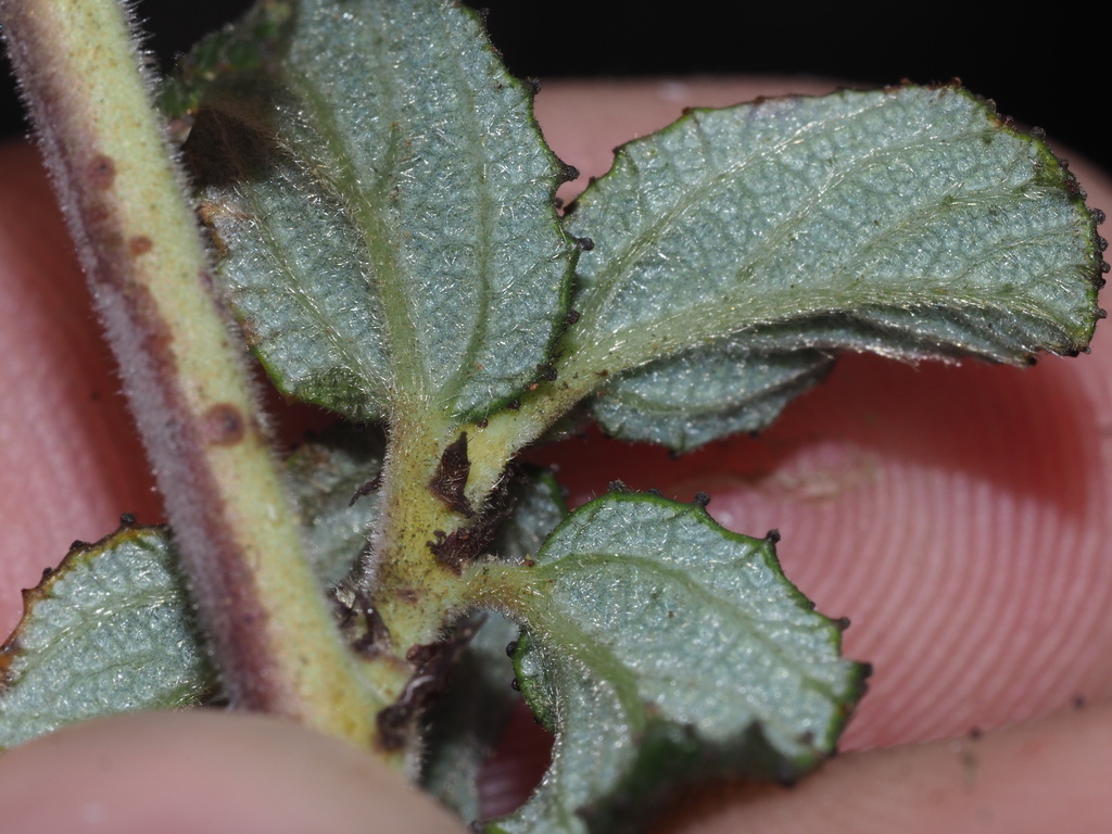 Ceanothus foliosus var. viejasensis Ceanothus foliosus var. viejasensis