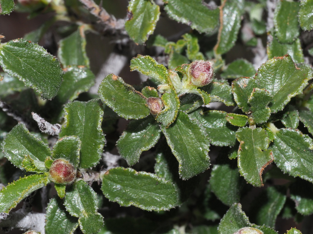 Ceanothus foliosus var. viejasensis Ceanothus foliosus var. viejasensis