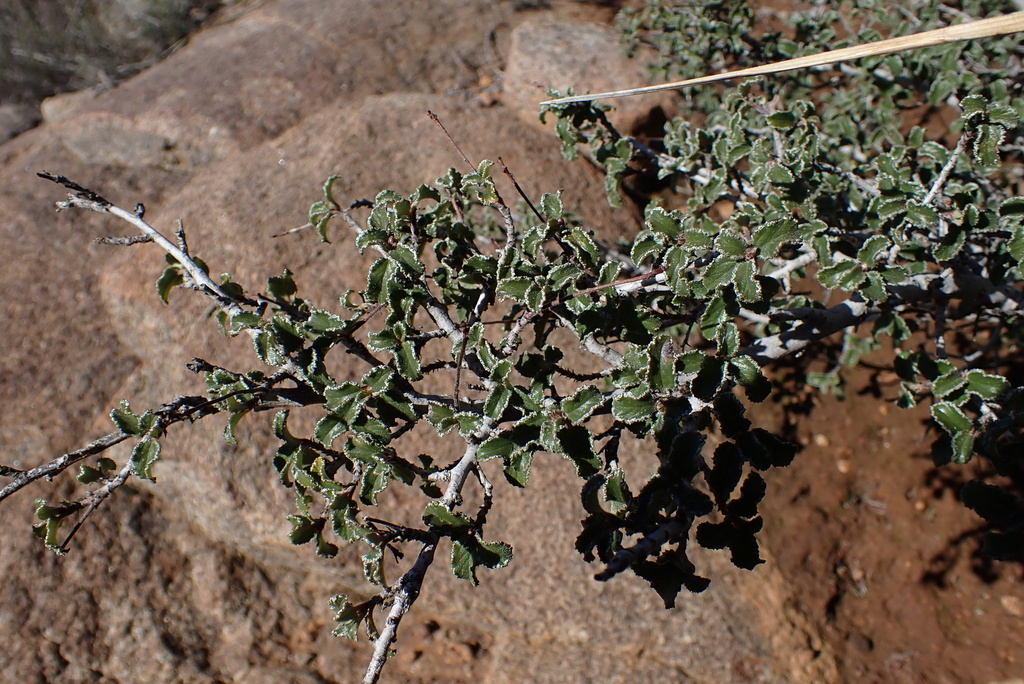 Ceanothus foliosus var. viejasensis Ceanothus foliosus var. viejasensis