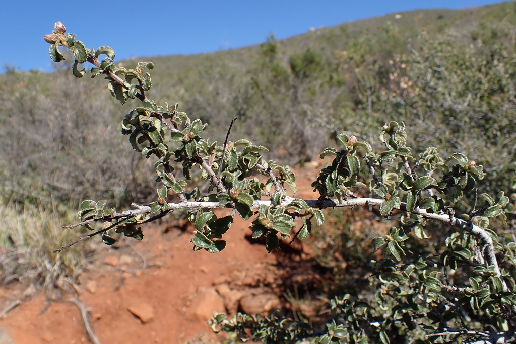 Ceanothus foliosus var. viejasensis Ceanothus foliosus var. viejasensis