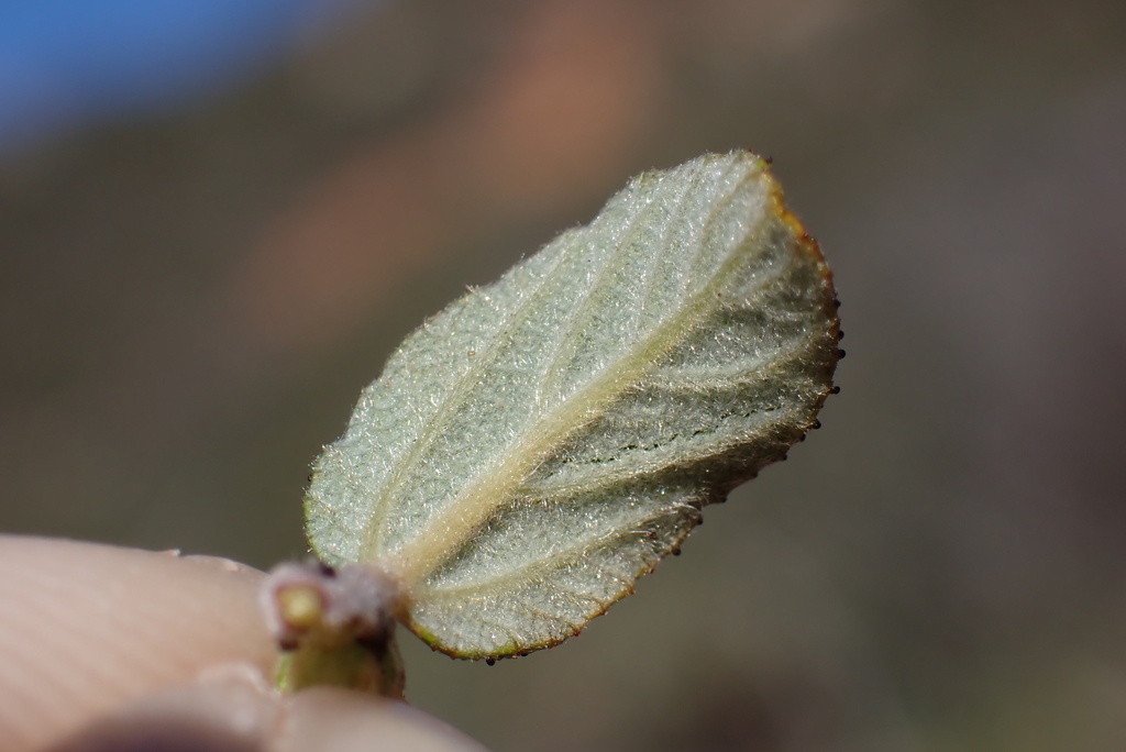 Ceanothus foliosus var. viejasensis Ceanothus foliosus var. viejasensis
