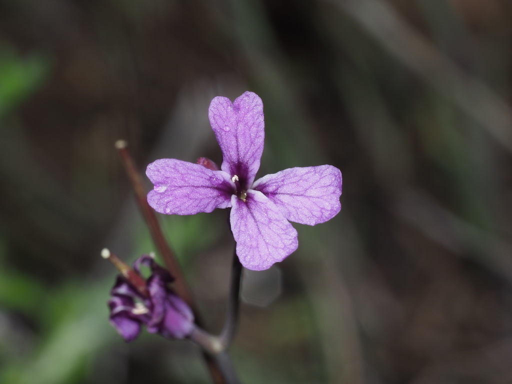 Sibaropsis hammittii