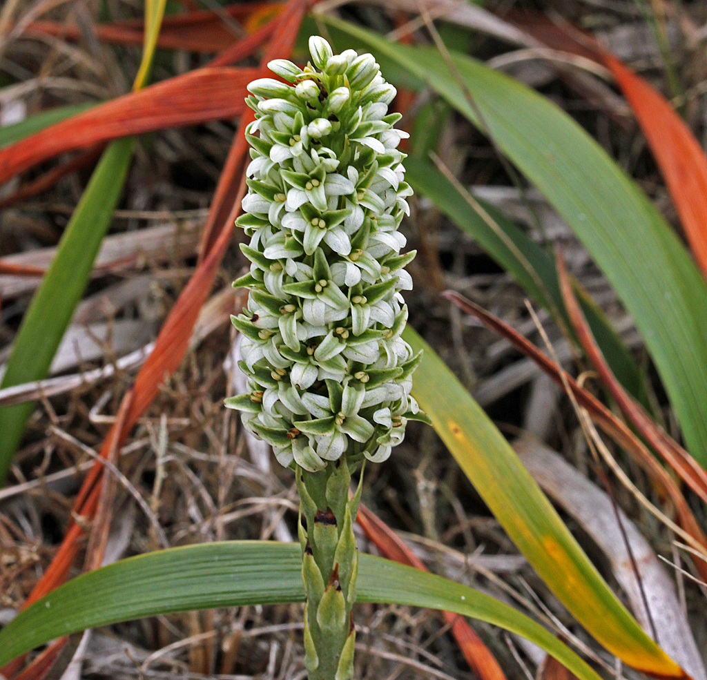 Piperia elegans ssp. decurtata