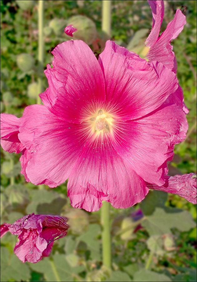 Alcea rosea