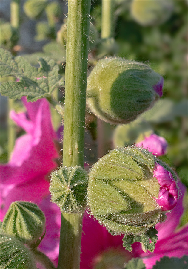 Alcea rosea