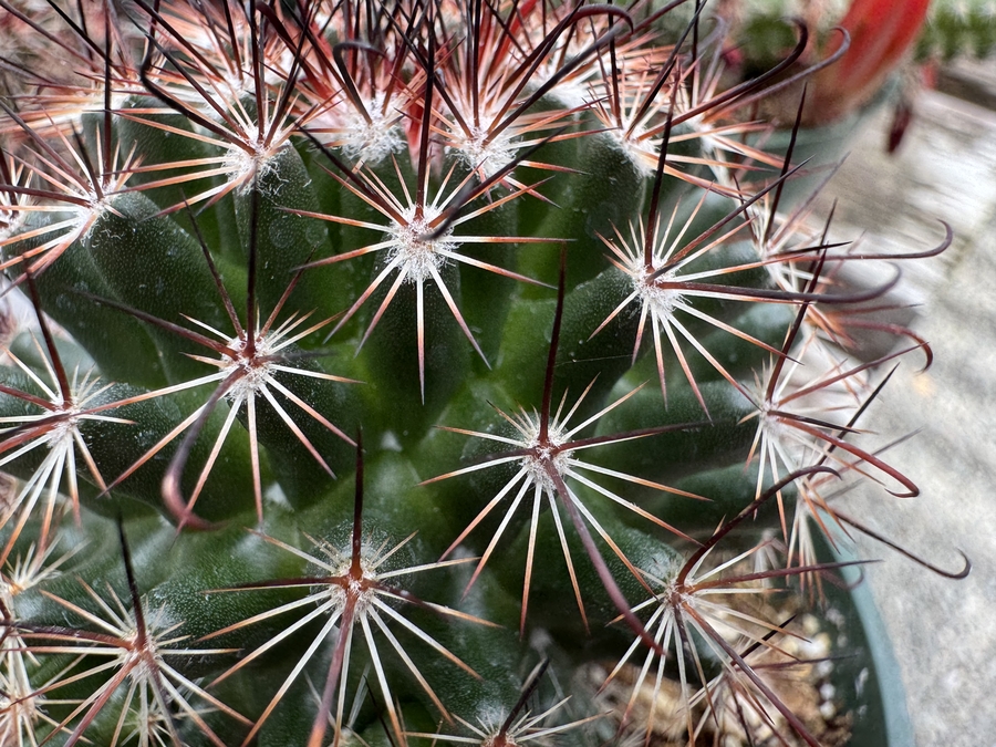 Mammillaria duoformis