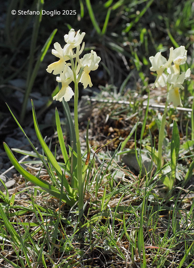 Orchis pauciflora