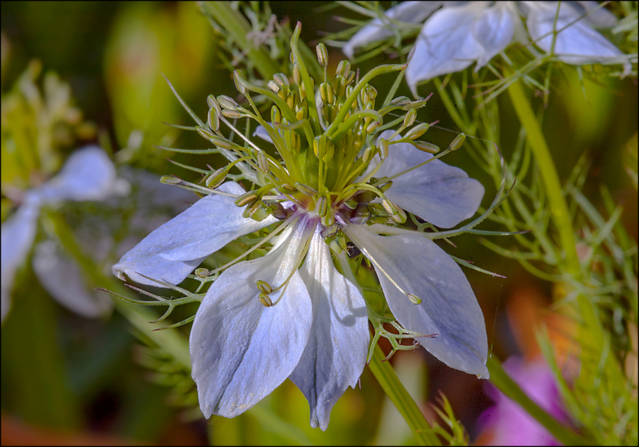 Nigella damascena
