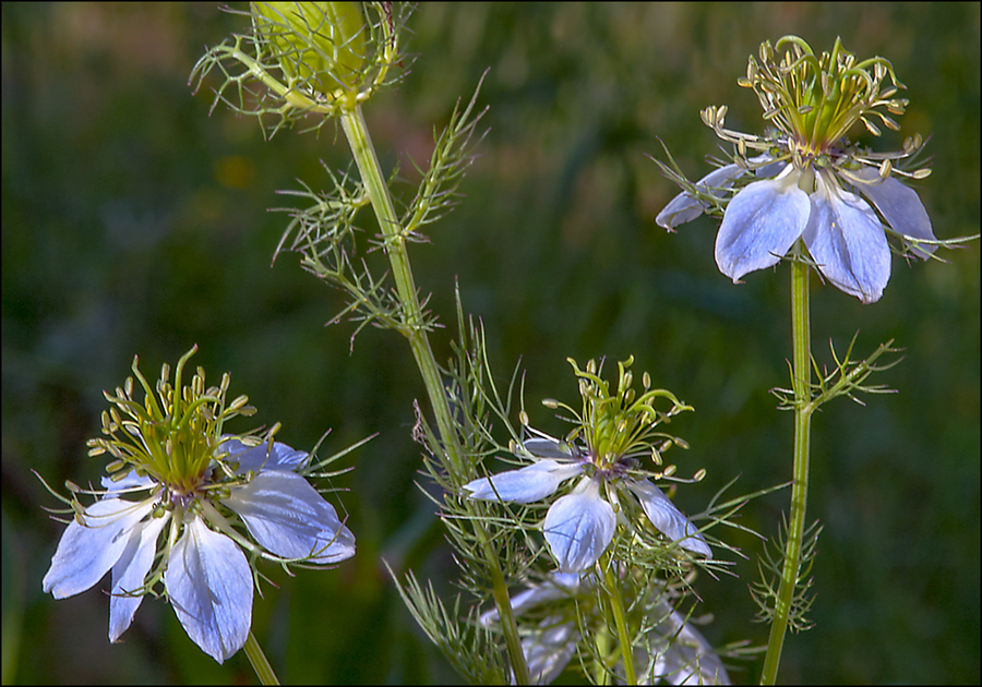 Nigella damascena