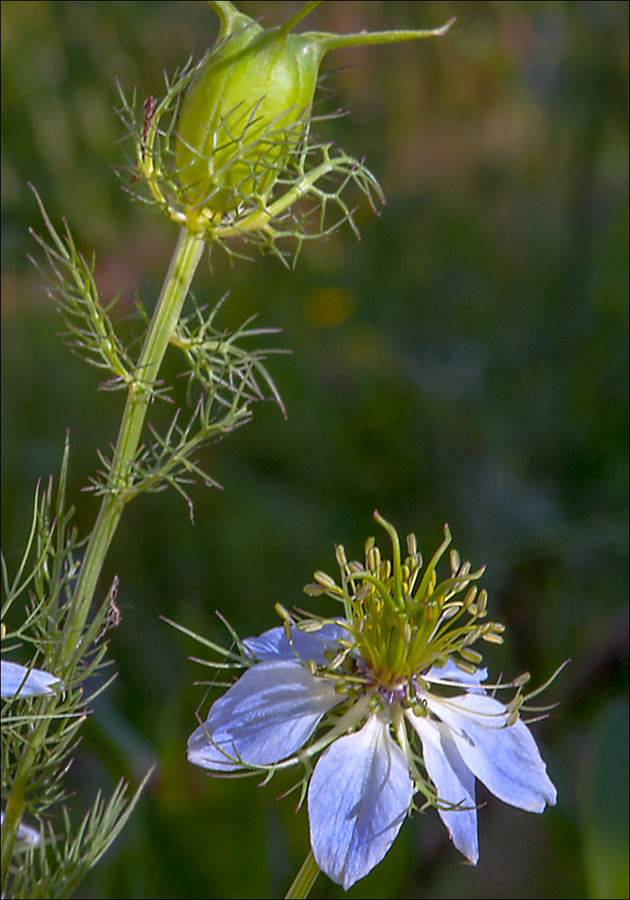 Nigella damascena