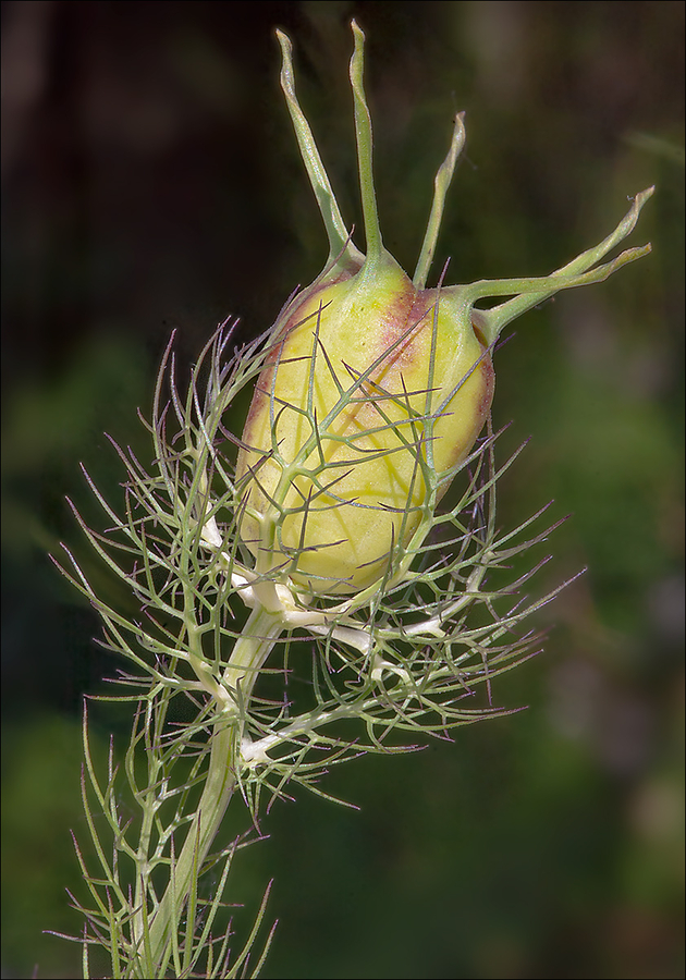 Nigella damascena