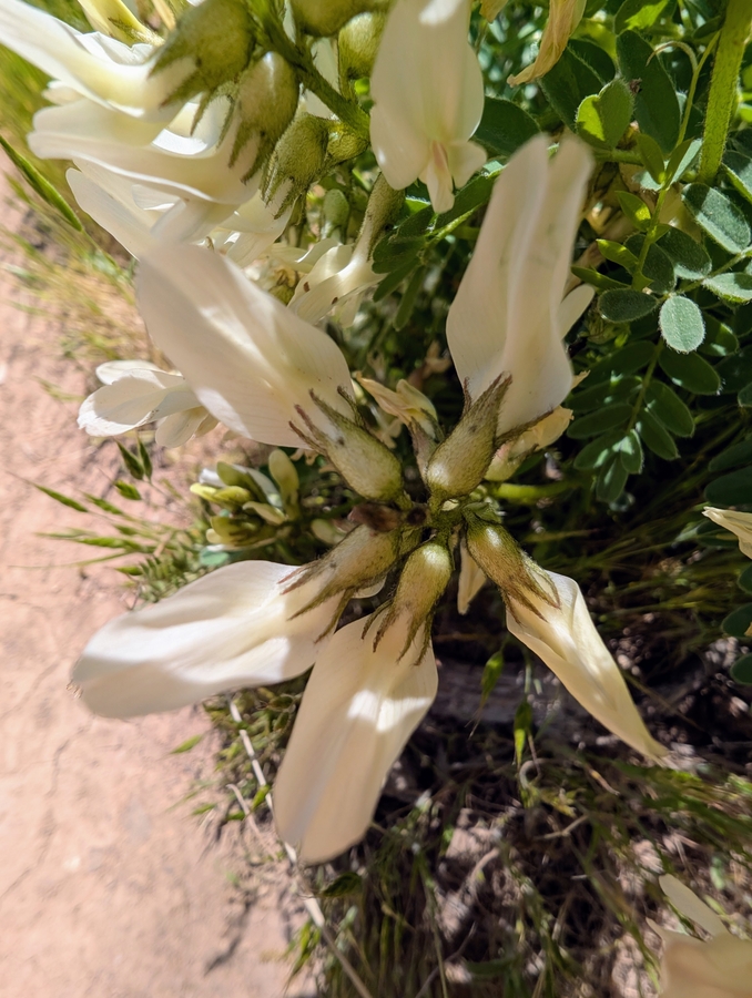 Astragalus accidens var. hendersonii