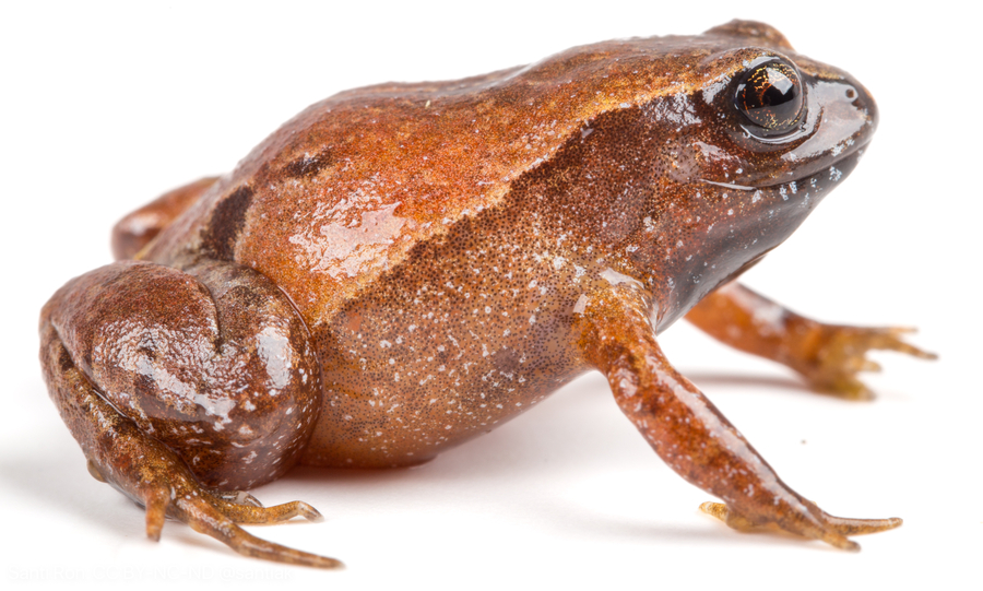 Urkuphryne merinoi