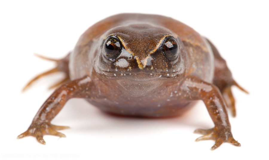 Urkuphryne merinoi