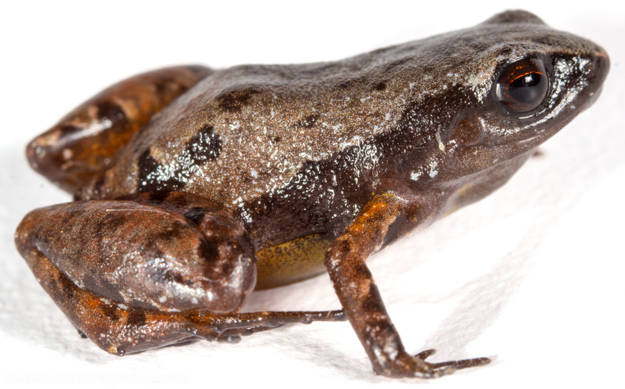 Phyllonastes ecuadoriensis