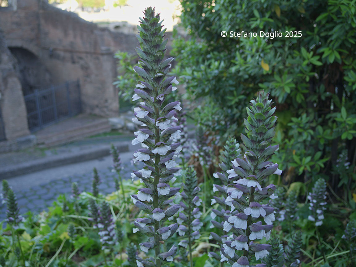 Acanthus mollis