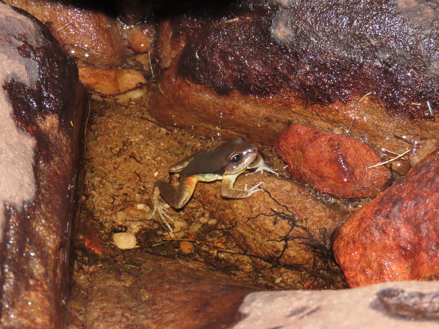 Rupirana kaatinga Rupirana kaatinga