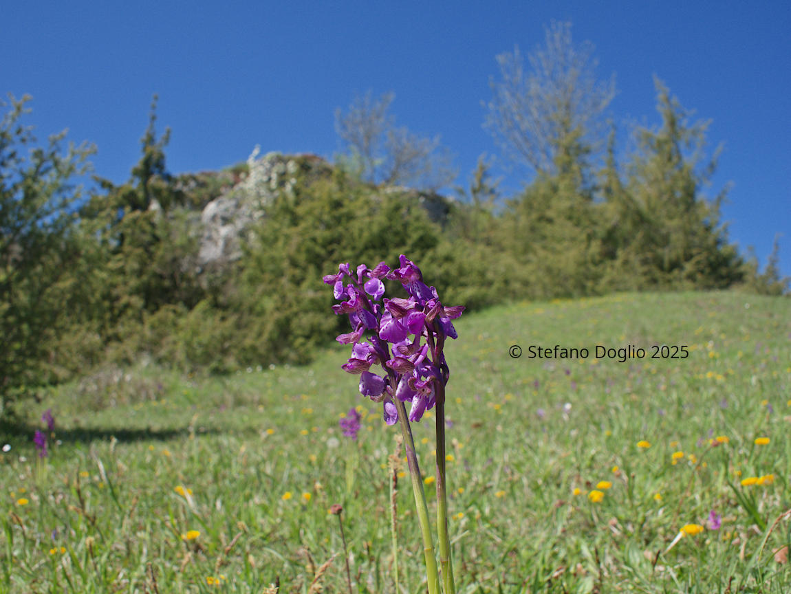 Anacamptis morio