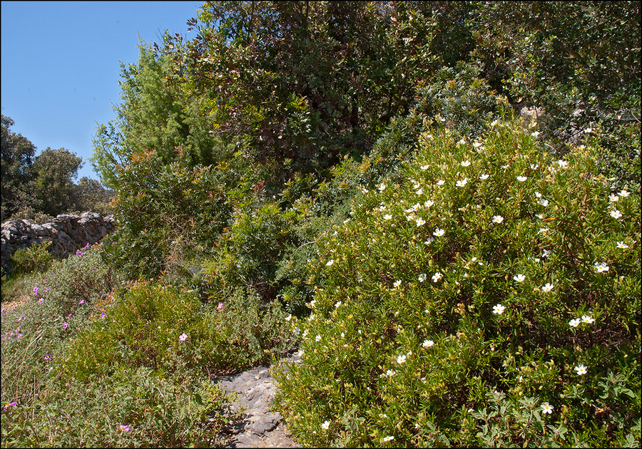 Cistus monspeliensis