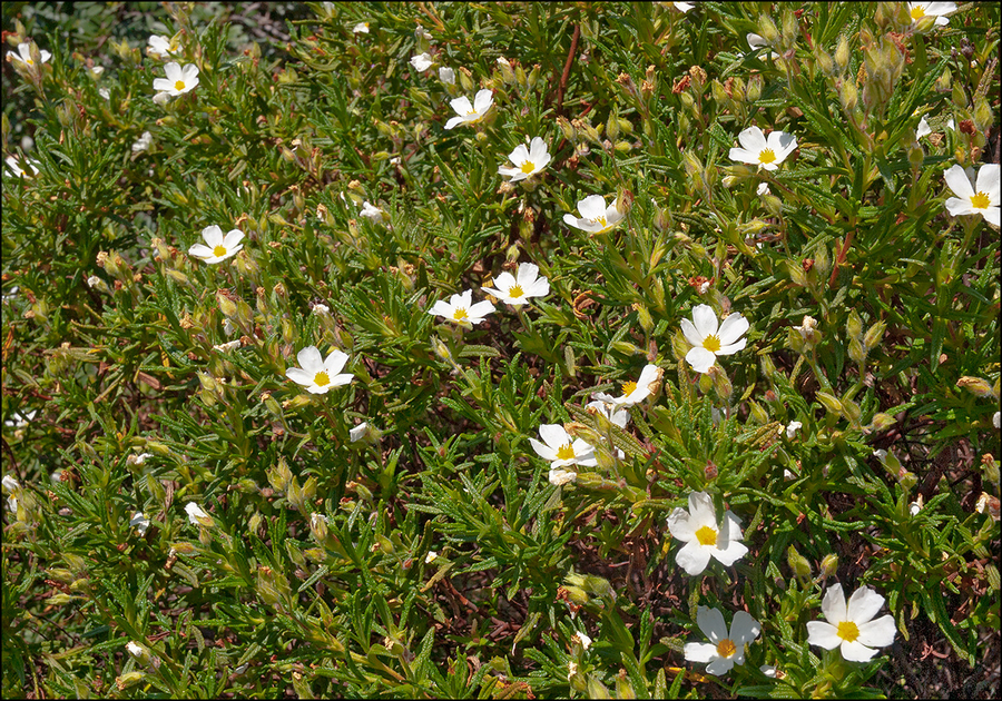 Cistus monspeliensis