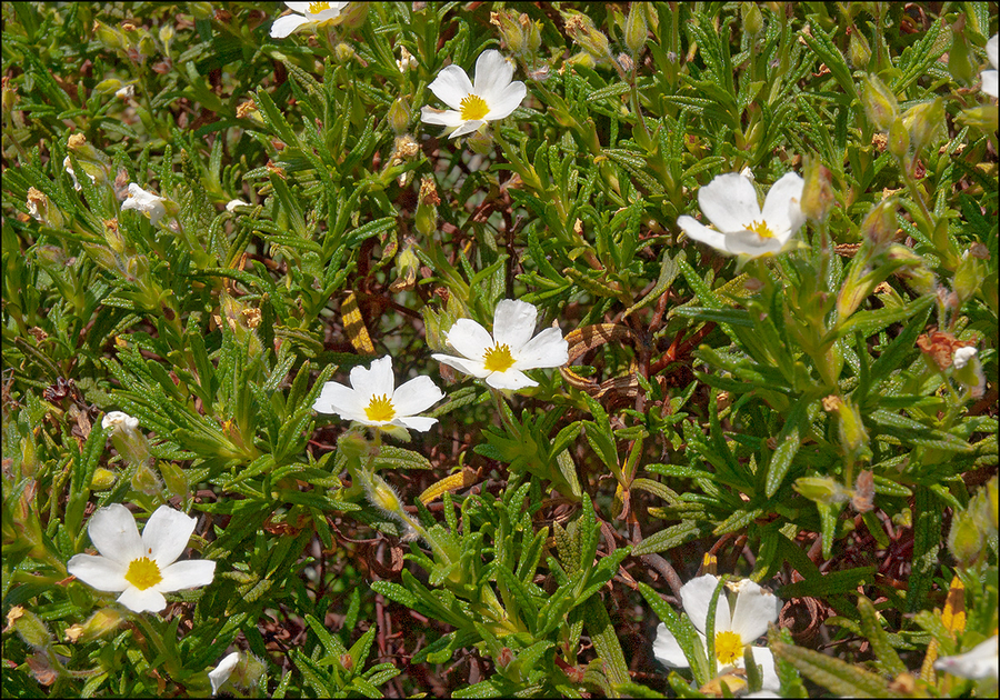 Cistus monspeliensis