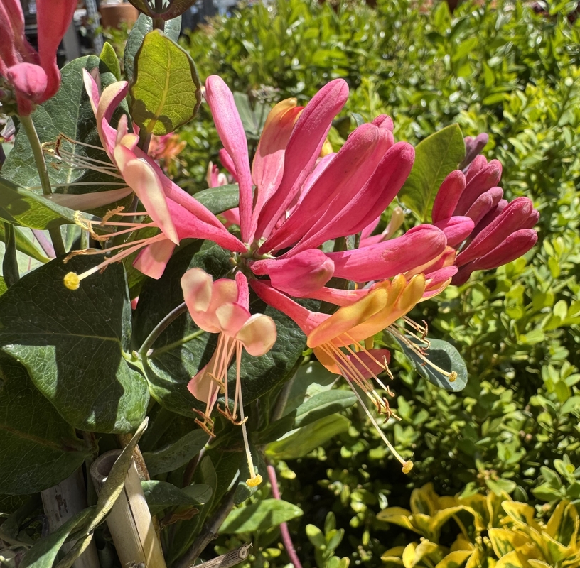 Lonicera x heckrottii