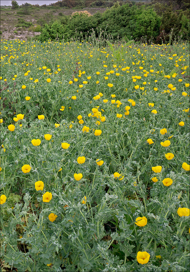 Glaucium flavum