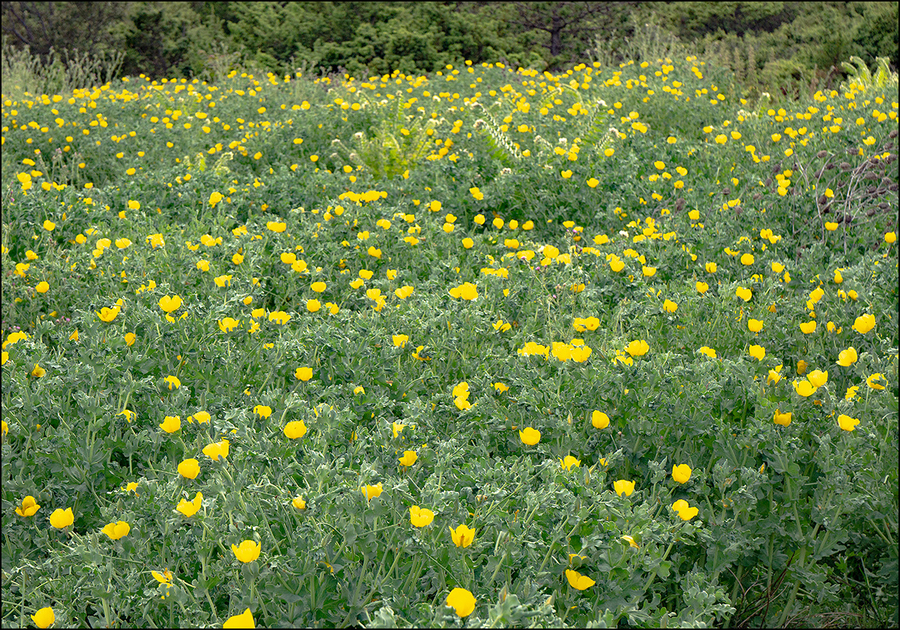 Glaucium flavum