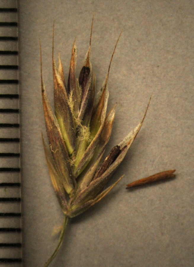 Deschampsia cespitosa ssp. holciformis