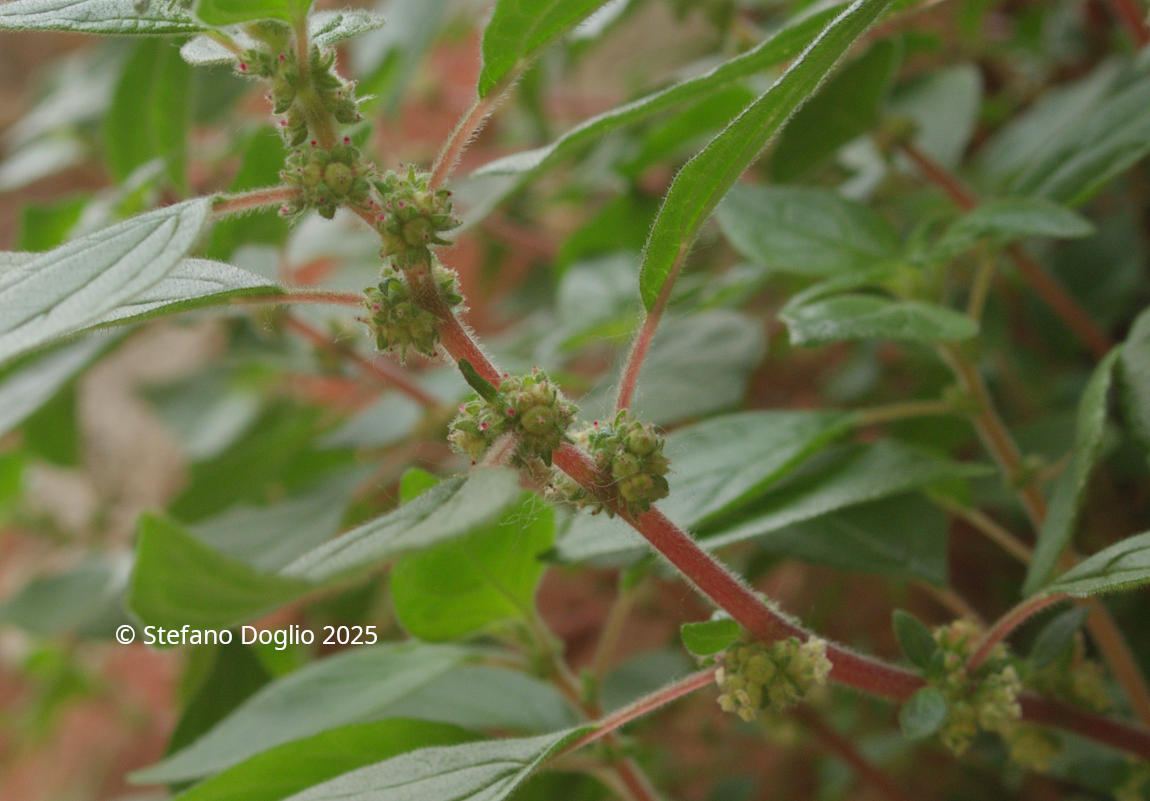 Parietaria judaica