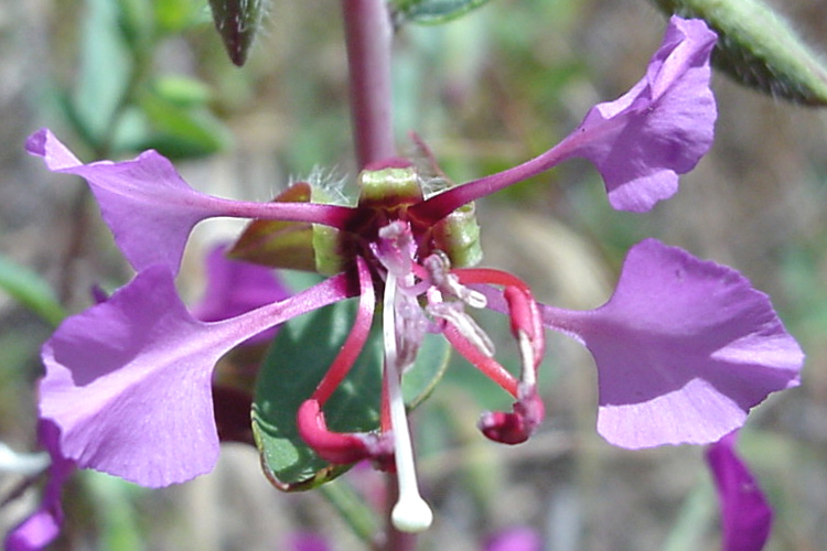 Clarkia unguiculata Clarkia unguiculata