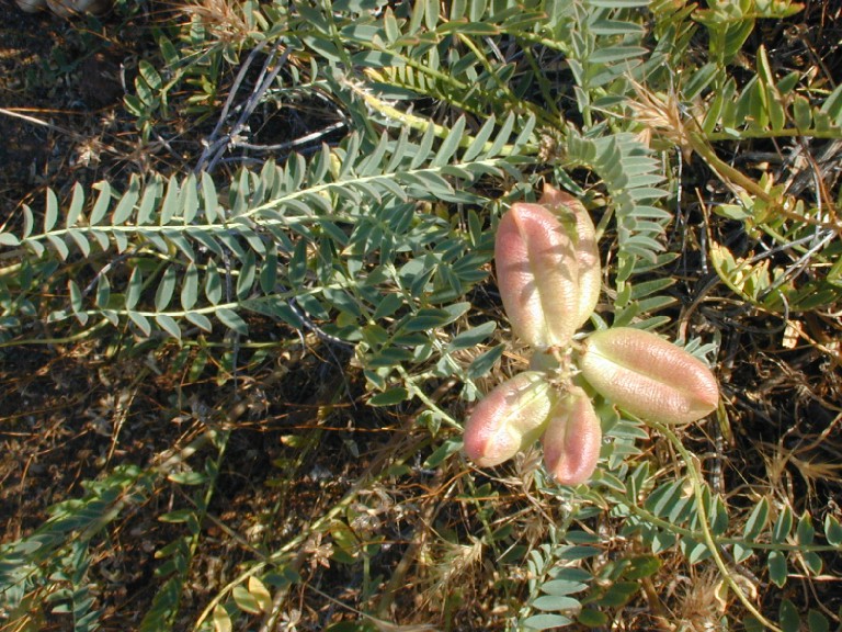 Astragalus pomonensis