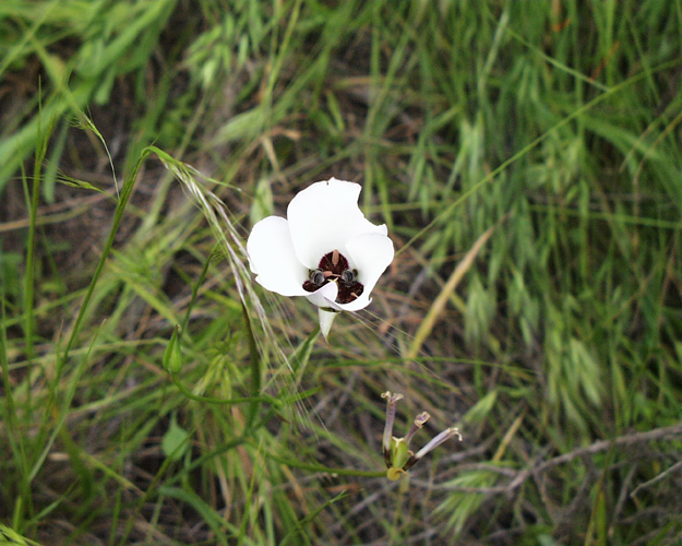 Calochortus catalinae Calochortus catalinae