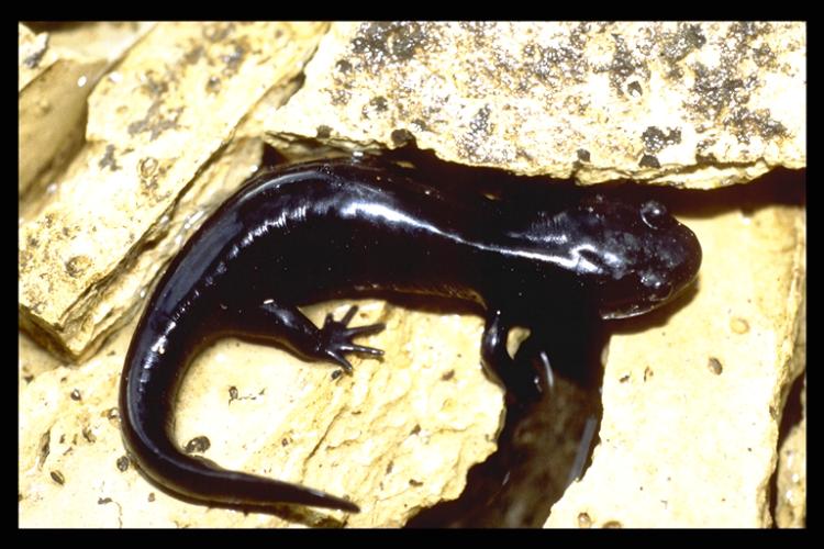 Hynobius boulengeri