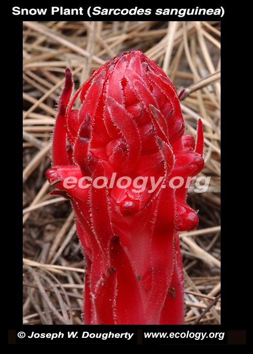 Sarcodes sanguinea Sarcodes sanguinea