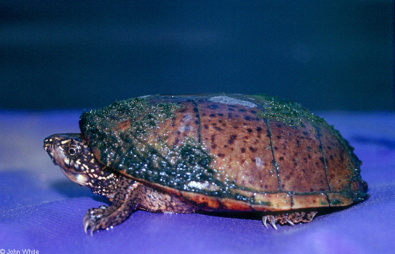 Sternotherus odoratus