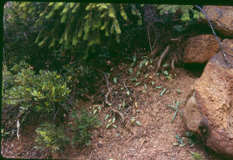 Erythronium citrinum var. roderickii