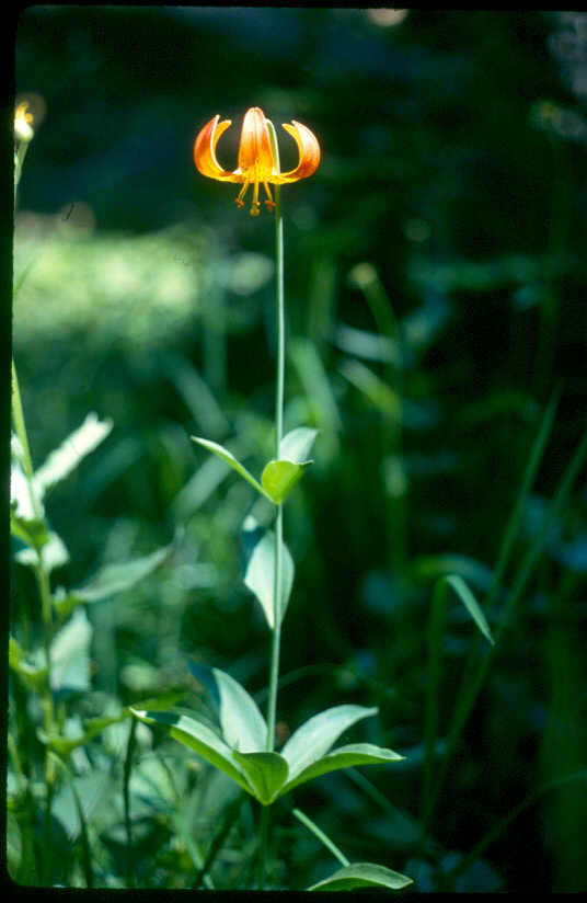 Lilium pardalinum ssp. shastense