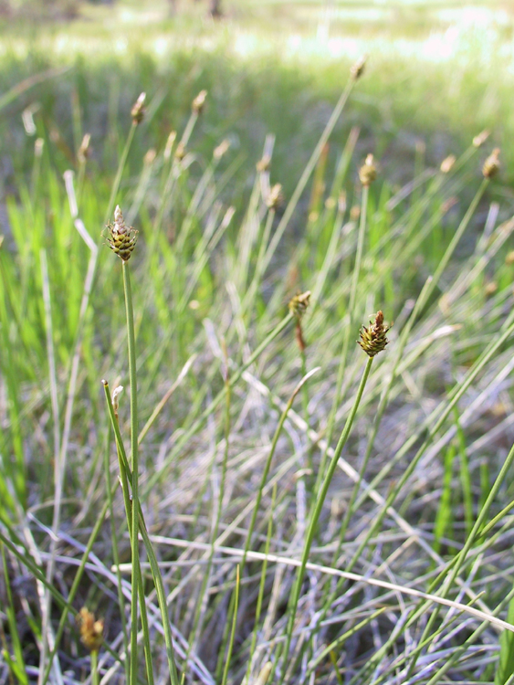 Carex capitata ssp. arctogena