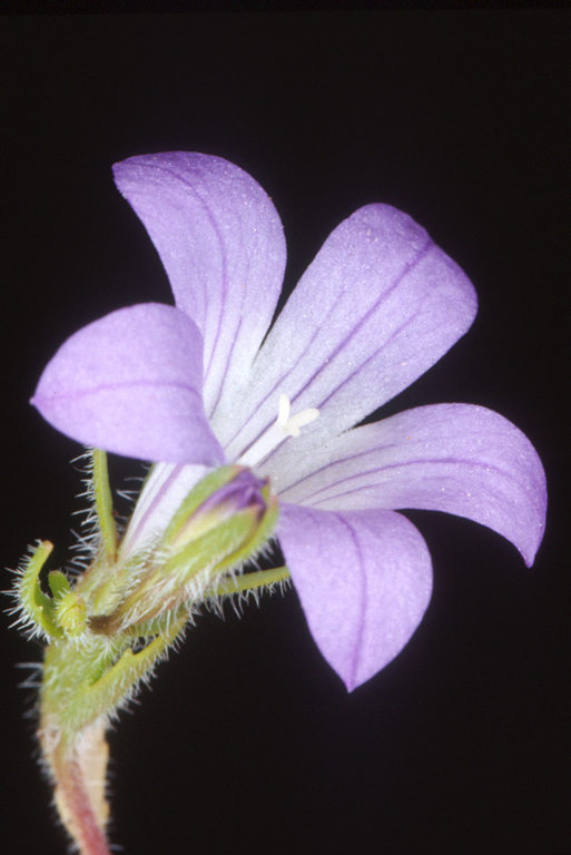 Githopsis pulchella ssp. campestris