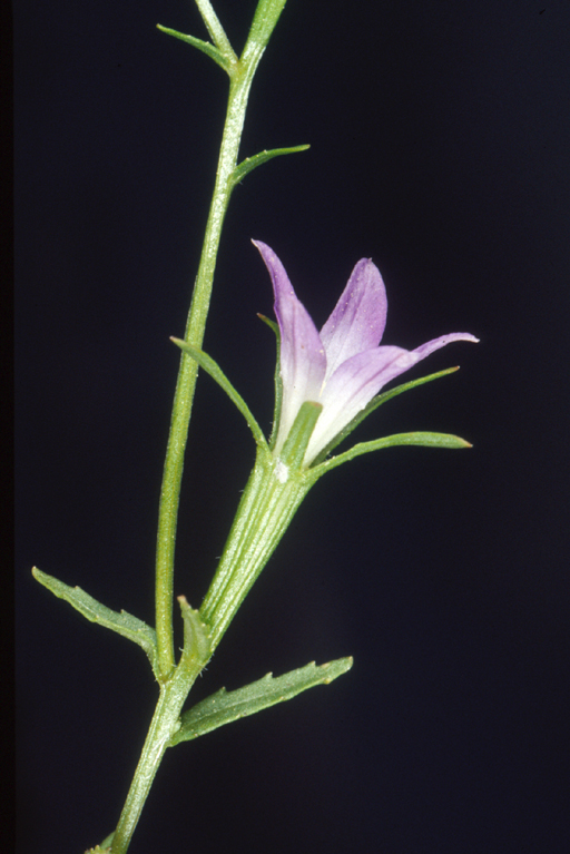 Githopsis pulchella var. glabra