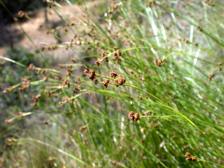 Rhynchospora californica
