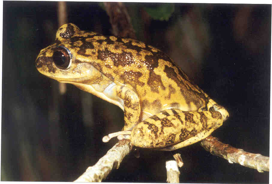 Bokermannohyla saxicola