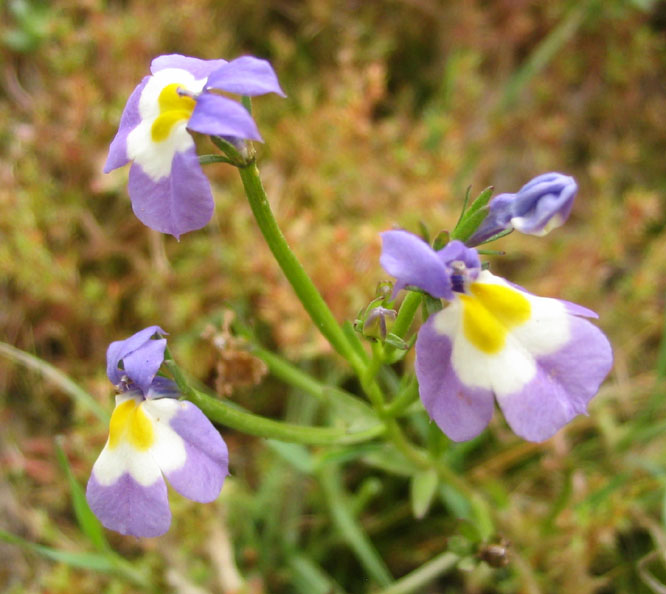 Downingia cuspidata Downingia cuspidata