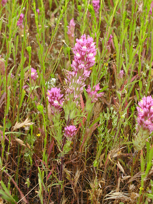 Castilleja exserta Castilleja exserta