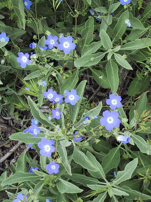 Nemophila menziesii Nemophila menziesii