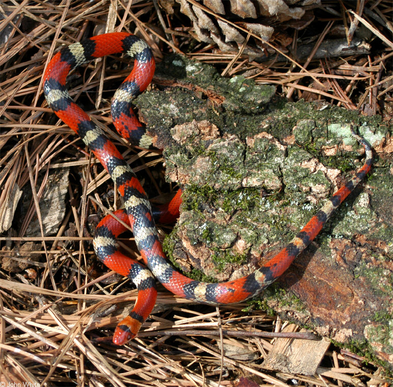 Cemophora coccinea