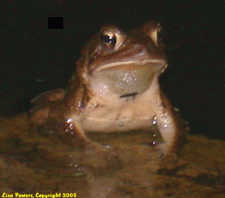 Anaxyrus americanus Anaxyrus americanus