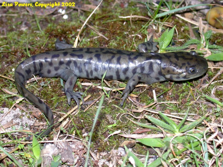 Ambystoma tigrinum Ambystoma tigrinum