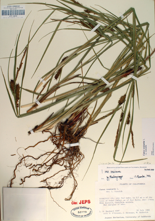 Carex vesicaria var. vesicaria